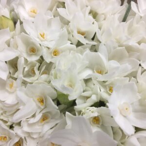 NARCISSUS TAZETTE PAPERWHITE
