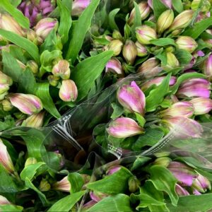 BUNT ALSTROMERIA MONO x10