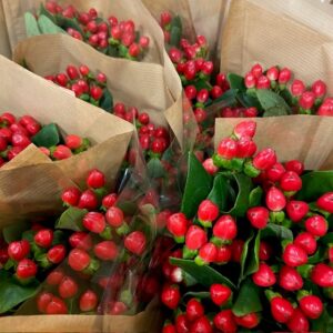 BUNT HYPERIKUM MONO x12