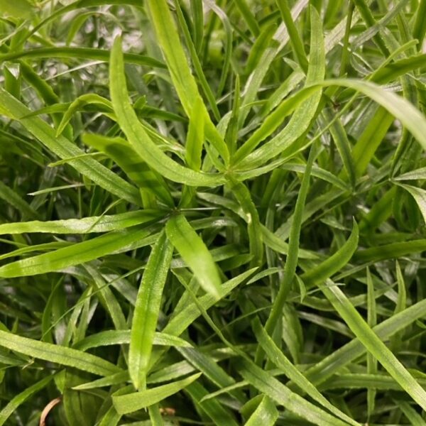 GRÖNT ASPARAGUS FALCATUS 60CM X50