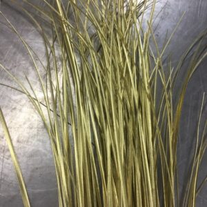 GRÖNT BJÖRNGRÄS GULD