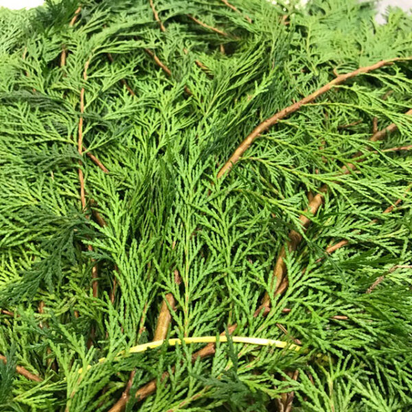 GRÖNT CYPRESS 10KG