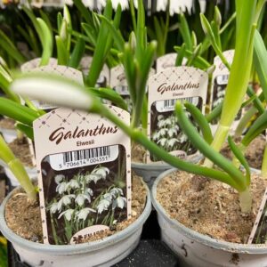 SNÖDROPPE GALANTHUS K:9CM x18