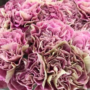 NEJLIKA ANTIGUA/HURRICANE CREME/ROSA