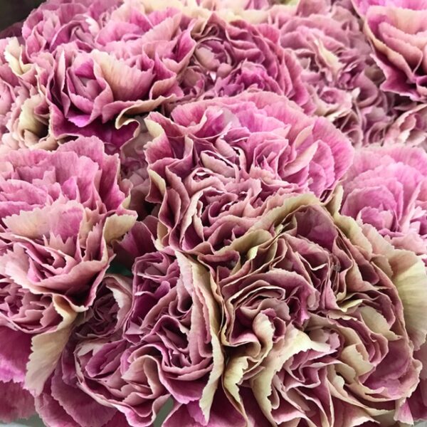 NEJLIKA ANTIGUA/HURRICANE CREME/ROSA