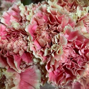 NEJLIKA MERLOTTE SALMON 2-F