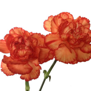 ELEGANCE ORANGE