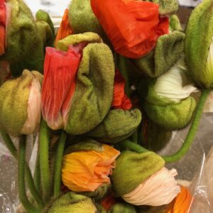 PAPAVER BLOMMANDE x25