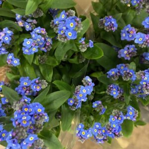 MYOSOTIS FÖRGÄTMIGEJ SNITT