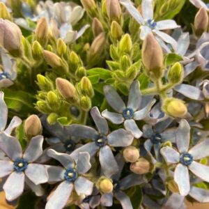 OXYPETALUM BLÅ