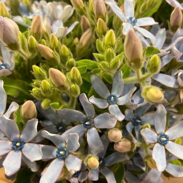 OXYPETALUM BLÅ