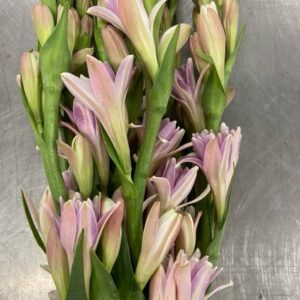 POLIANTHUS TUBEROSA ROSA