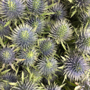 TISTEL ORION/Q-STAR BLÅ 50 CM