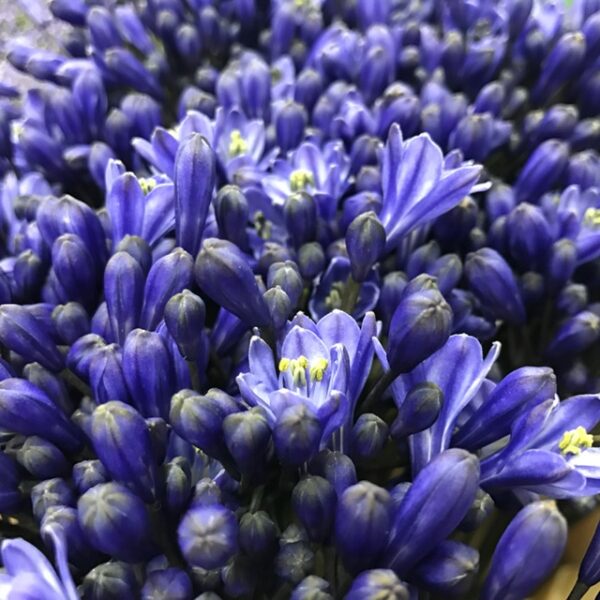 AGAPANTHUS BLÅ