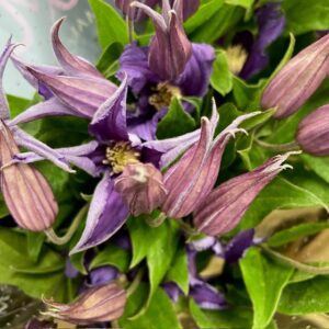 CLEMATIS PIROUETTE BLÅ