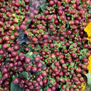 HYPERIKUM MAGICAL SEASON BRUN 60CM