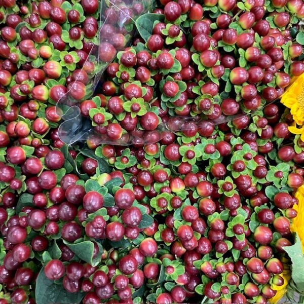 HYPERIKUM MAGICAL SEASON BRUN 60CM