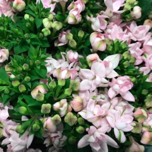 BOVARDIA ROSA