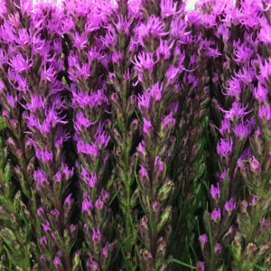LIATRIS LILA 70-80CM
