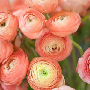 RANUNKEL CLOONY TUAREG APRIKOS