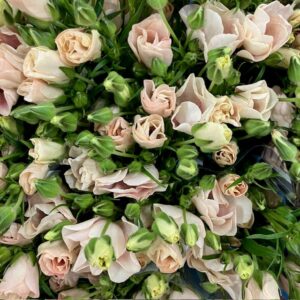 RANUNKEL BUTTERFLY MELISSA CREME/APRIKOS