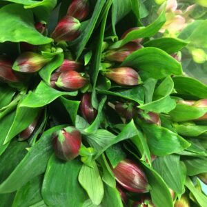 ALSTROMERIA RÖD NL