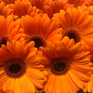 GERMINI ORANGE M ÖGA