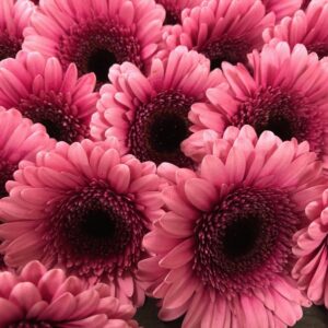 GERMINI ISABELL 2-F ROSA