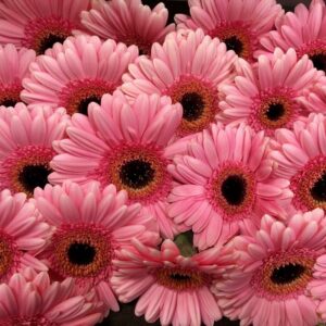 GERMINI PETTICOAT ROSA