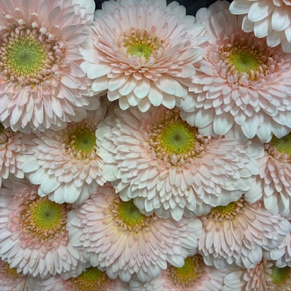 GERMINI GERPONI  SWEETNESS