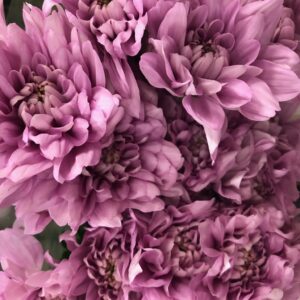 KRYSS BALTICA/SOFTONE ROSA