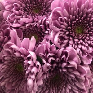 KRYSS BL KALIMBA STORBLOM ROSA