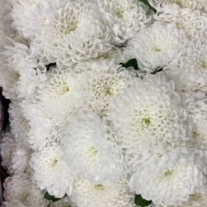 SANTINI BAYKAL VIT DUBBEL