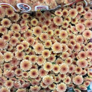 SANTINI MADIBA SALMON TYOLO