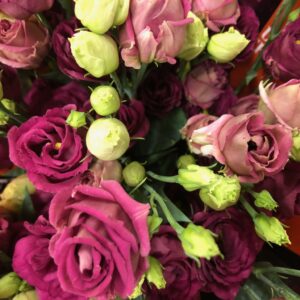 LISIANTHUS DUBBEL AROSA RÖD