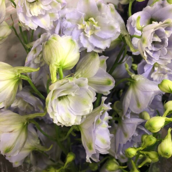 DELPHINIUM HYBRID DEWI BOY LJ-BLÅ