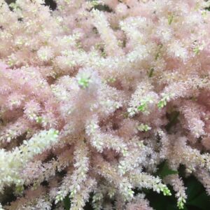 ASTILLBE LJUSROSA