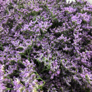 LIMONIUM SAPHORA LILA 60CM