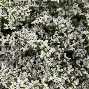 LIMONIUM WHITE NETO