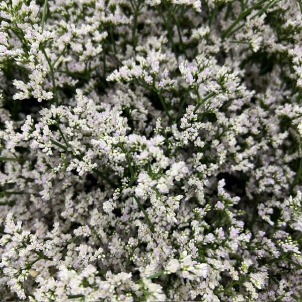 LIMONIUM WHITE NETO