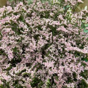 LIMONIUM BLUSH DIAMOND ROSA