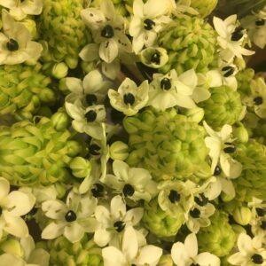 ORNITHOGALUM ARABICUM 70-80CM