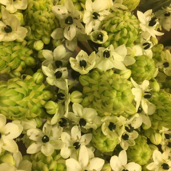 ORNITHOGALUM ARABICUM 70-80CM