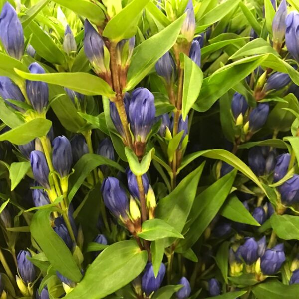 GENTIANA BLÅ