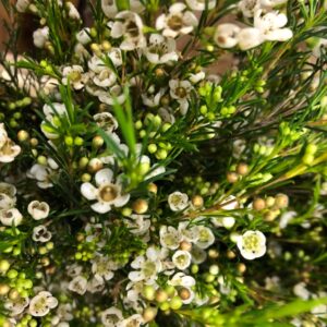 WAXBLOMMA LUNA/OFIR SMÅBLOM VIT 70-80CM