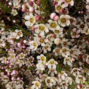 WAXBLOMMA BLONDIE VIT