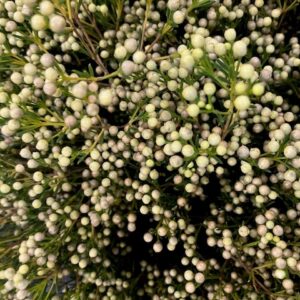 WAXBLOMMA JUPITER MOON SMÅBLOM VIT