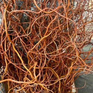 SALIX TROLLPIL GOLDEN CURLS /STJÄLK