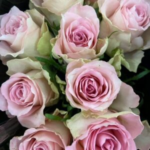 ROS BISOU ROSA 50CM