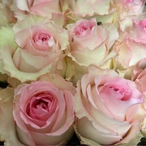 ROS MANDALA ROSA KEN 60CM